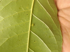 Tropidosteptes chapingoensis
