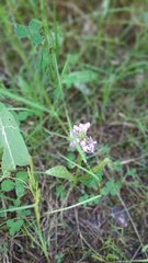Dactylorhiza majalis baltica