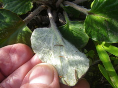 Pelargonium asarifolium