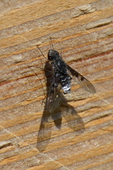 Anthrax trifasciatus