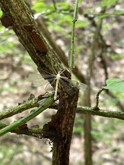 Hylobittacus apicalis