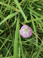 Convolvulus arvensis