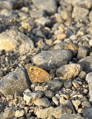 Coenonympha thyrsis