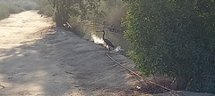 Egretta gularis