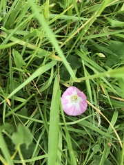 Convolvulus arvensis
