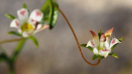 Nemacladus tenuis var. tenuis