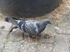 Columba livia domestica