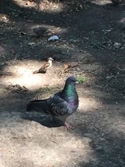 Columba livia domestica