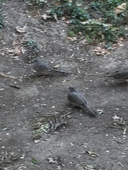 Columbina inca