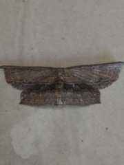 Phalacra