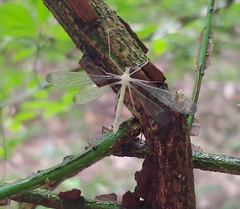Hylobittacus apicalis