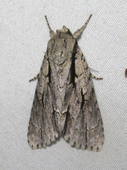 Acronicta texana