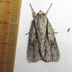 Acronicta texana