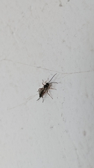 Pimpla turionellae