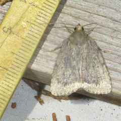 Amphipyra glabella