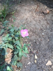 Oenothera rosea