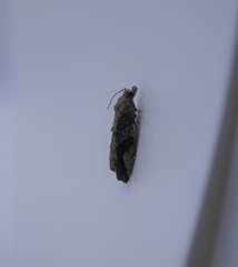 Proteoteras crescentana