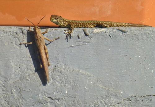 Egyptian Bird Grasshopper, Città Metropolitana di Milano, Italia, photo 7 of 10