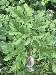 Heracleum sphondylium