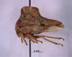 Telamona ampelopsidis