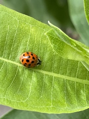 Harmonia axyridis
