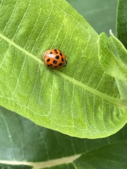 Harmonia axyridis