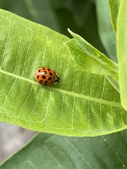 Harmonia axyridis