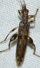 Oedemera marmorata