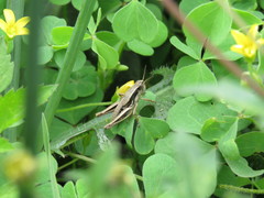 Bogotacris varicolor