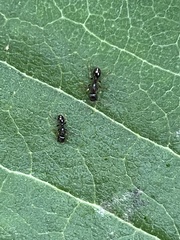 Formicidae
