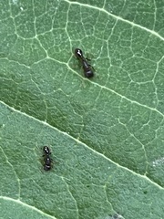 Formicidae