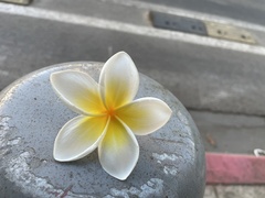 Plumeria