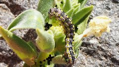 Sympistis perscripta