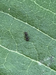 Formicidae
