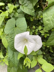 Calystegia silvatica