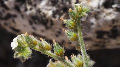 Johnstonella holoptera