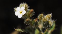 Johnstonella holoptera