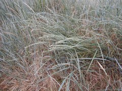 Elymus farctus