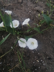 Convolvulus arvensis