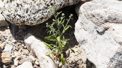 Johnstonella holoptera