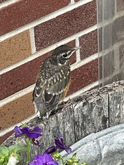 Turdus migratorius