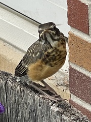 Turdus migratorius