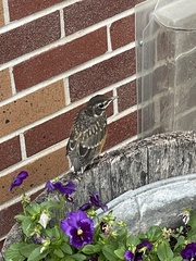 Turdus migratorius