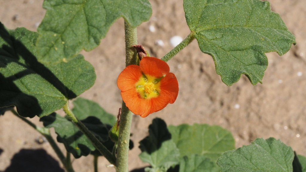 Carrizo Creek globemallow