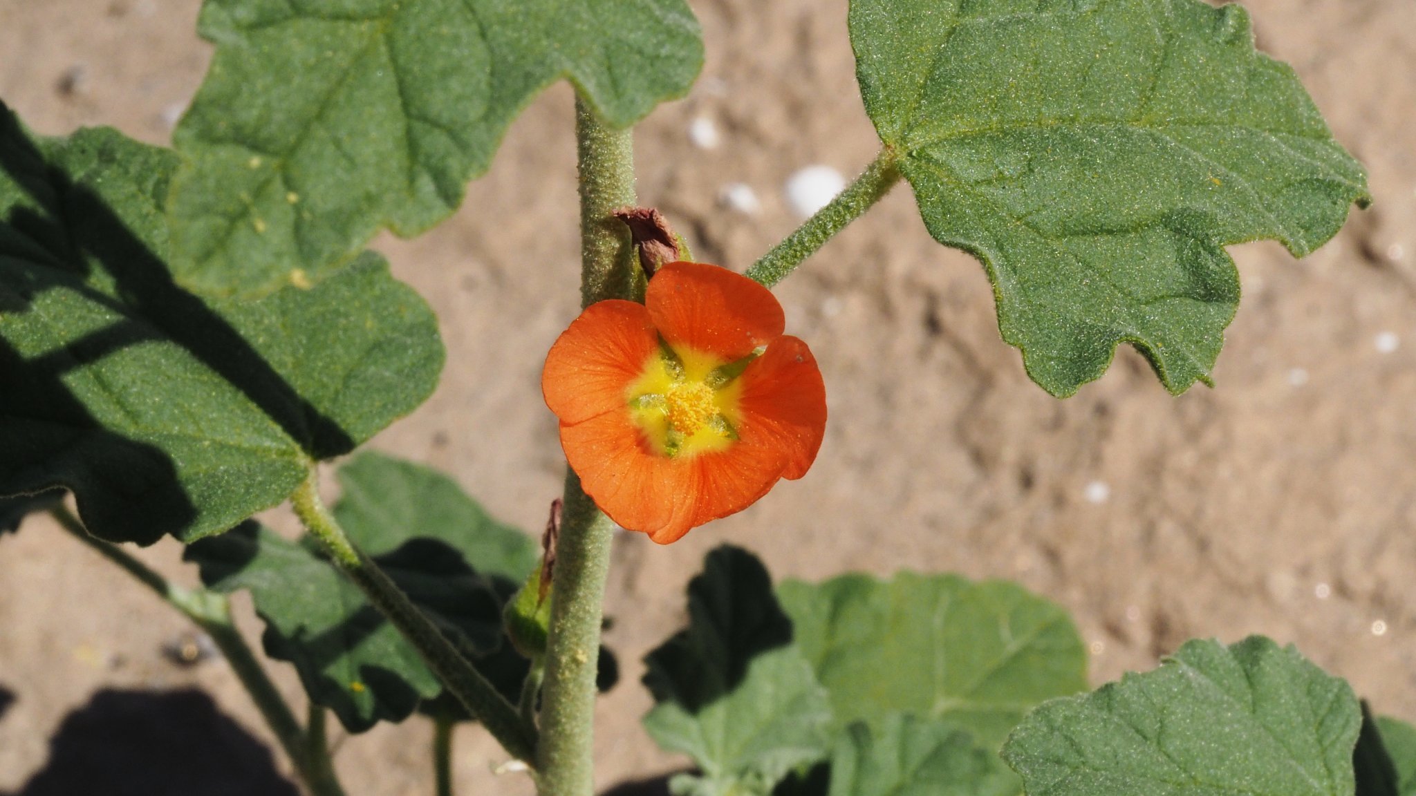 Sphaeralcea orcuttii
