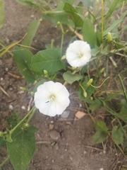 Convolvulus arvensis
