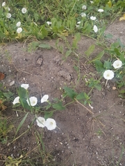 Convolvulus arvensis
