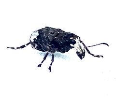 Eurymycter fasciatus