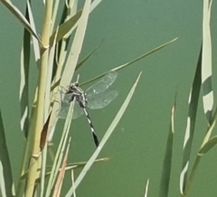 Orthetrum sabina