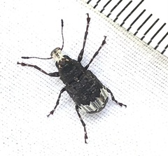 Eurymycter fasciatus